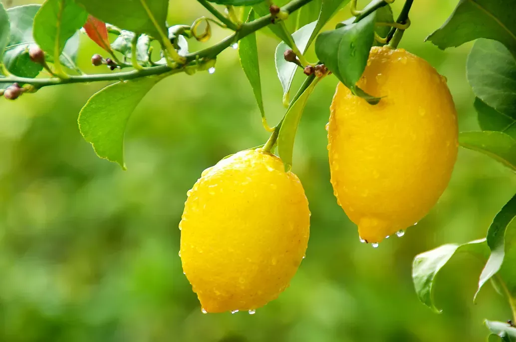 1 Meyer Lemon Tree