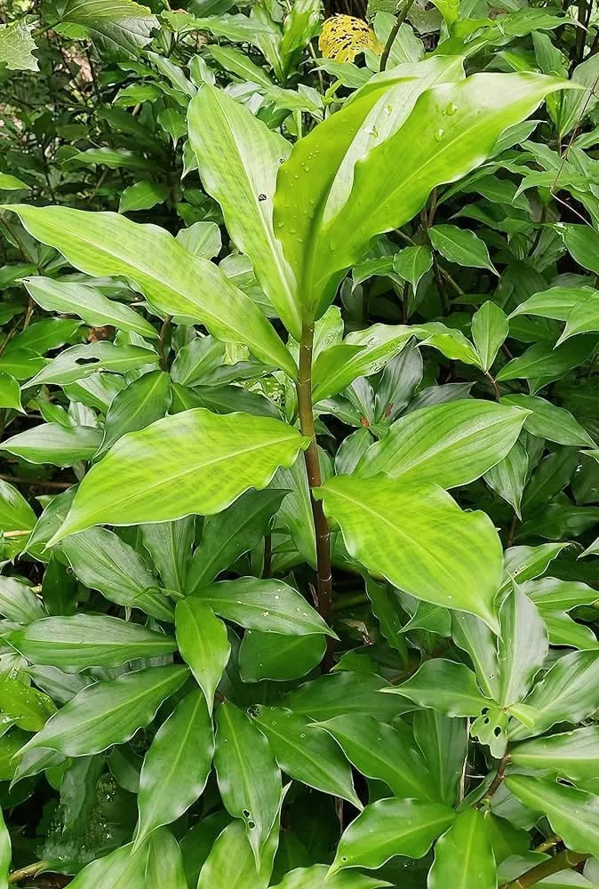 1 Well Rooted 3”-5” Insulin Plant