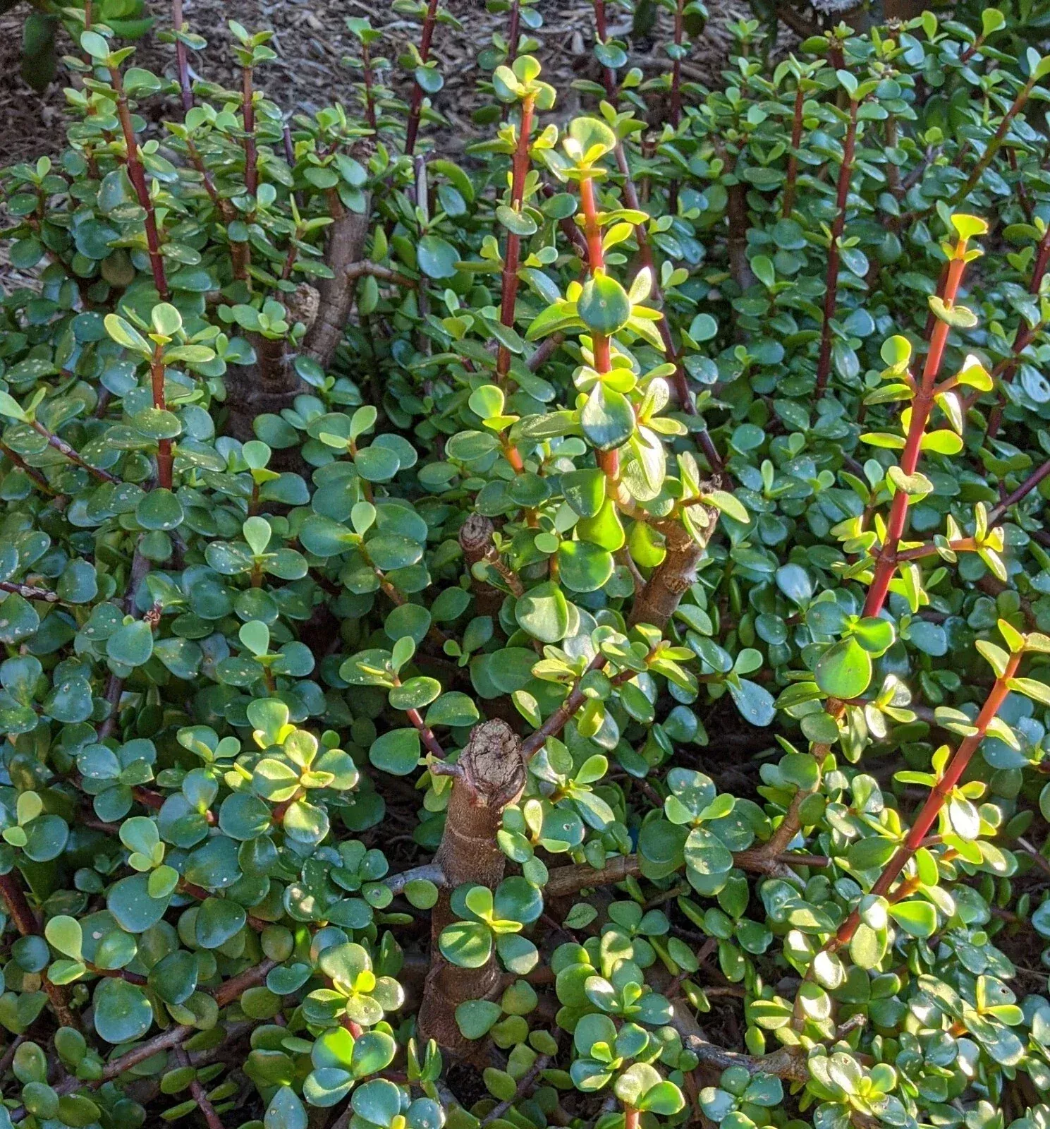 10 Cuttings 6