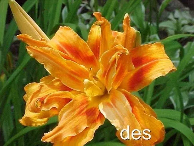 10 Daylilies KWANSO - Double /Triple Orange Heirloom Plants for Garden or Landscape, Clumping Perennial