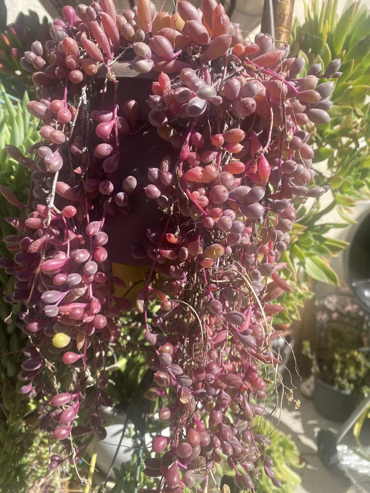 10 Healthy Othonna Capensis Ruby Necklace Cuttings