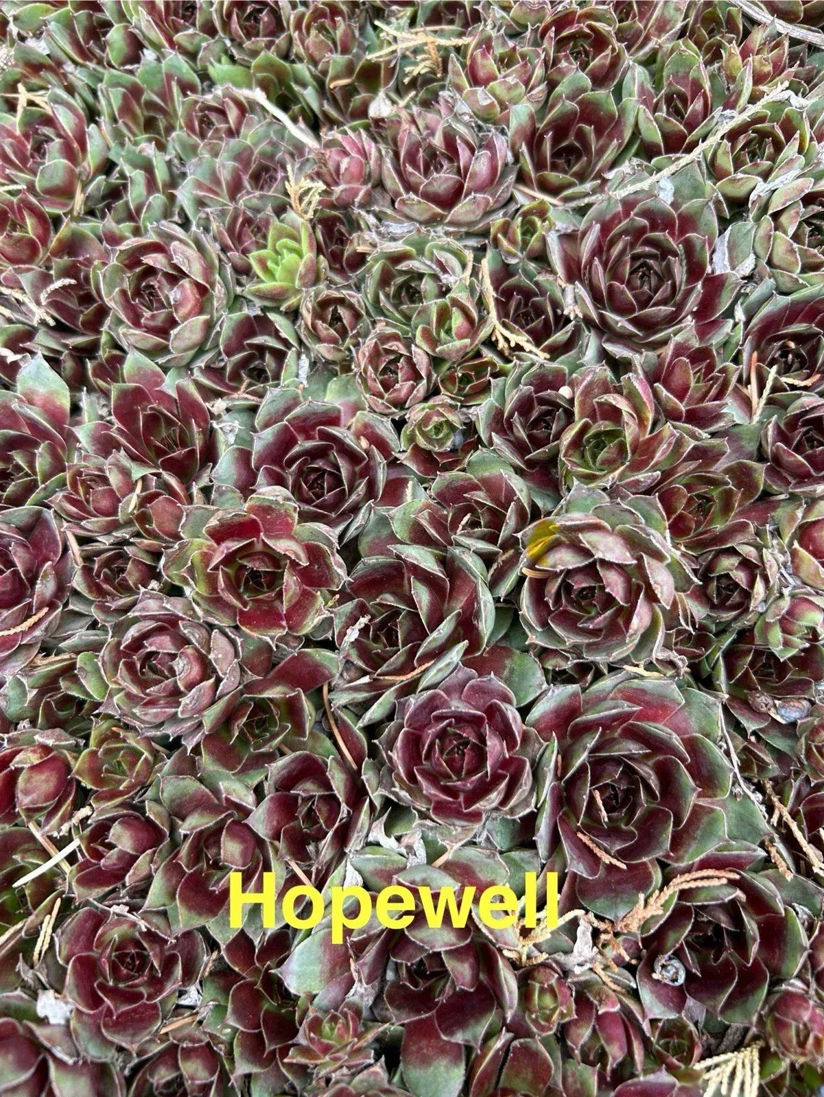 10 Hopewell Live Hardy Hens and Chicks Sempervivum - Succulents