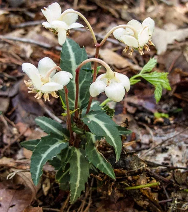 10 Rat’s Vein Plants (Chimaphila maculata)