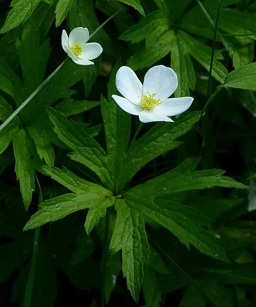 100 Anemone canadensis Seeds