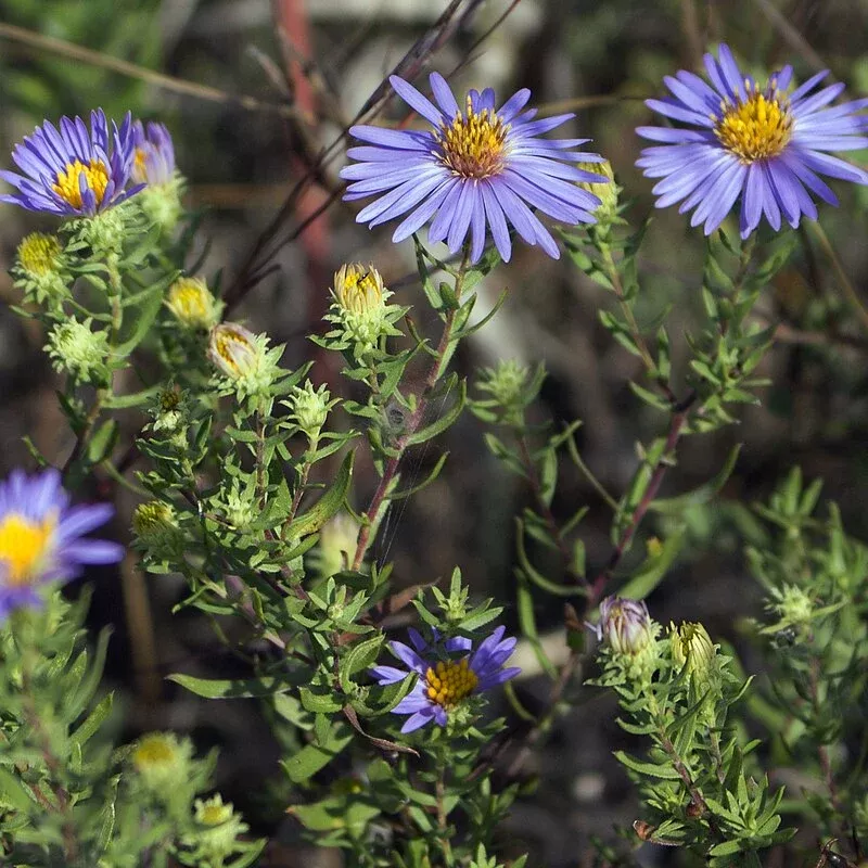 100 Symphyotrichum oblongifolium Seeds