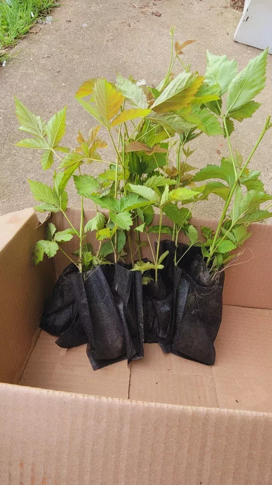 10pcs Thorny Dew Berry Blackberry Live Plants 5-10