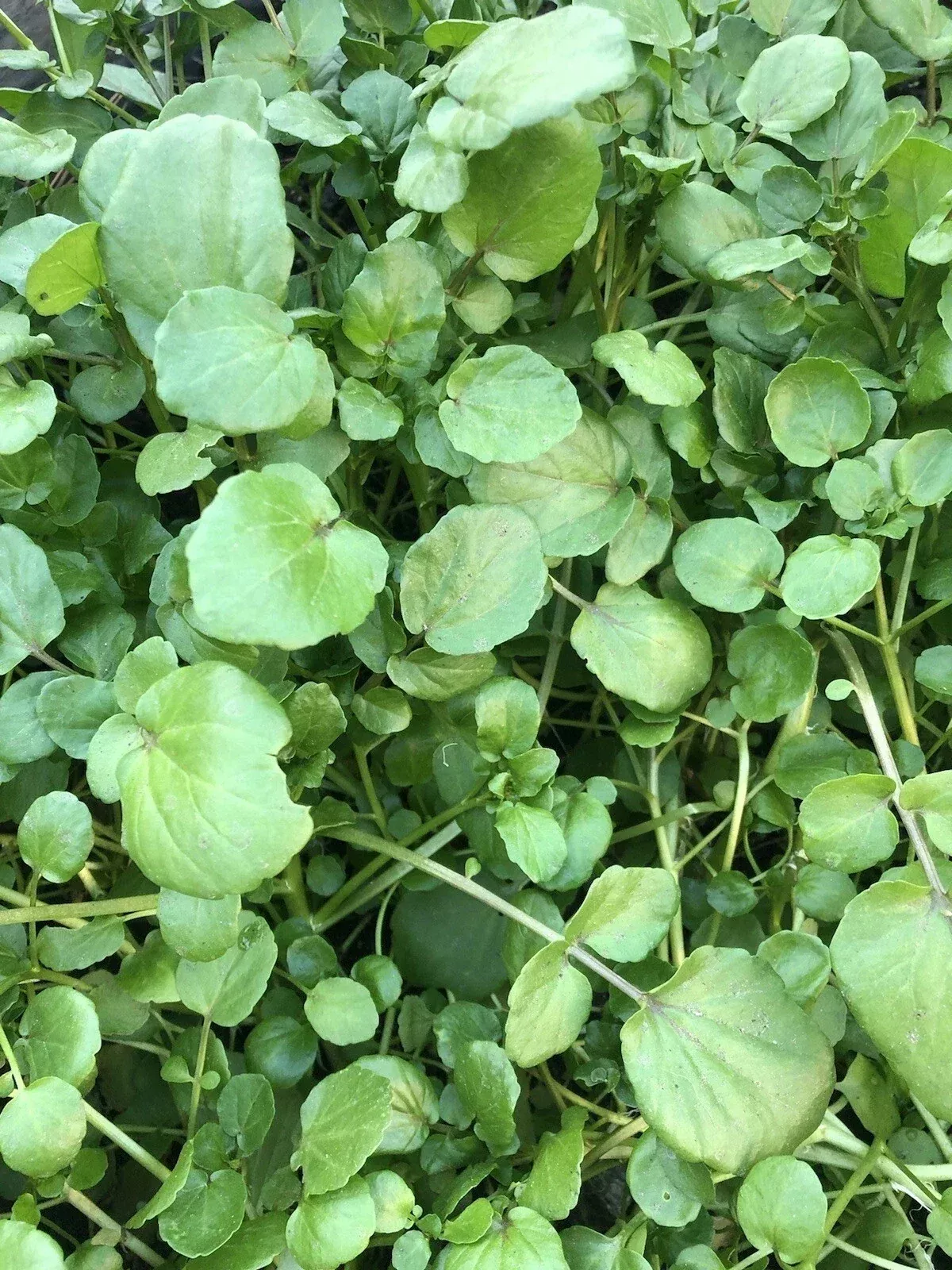 10pcs Watercress Live Plants with Roots