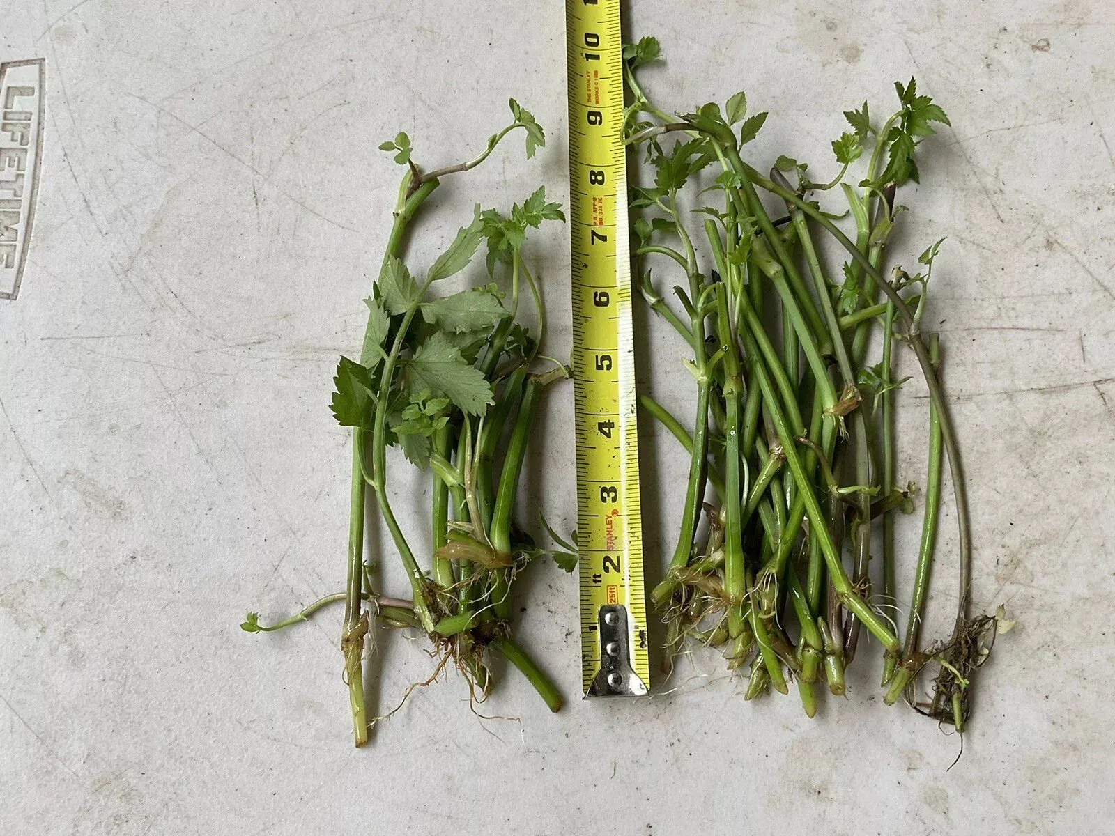 12 Bare Roots Oenanthe javanica Minari Water Dropwort Edible Culinary Herb for Gardens and Water Features