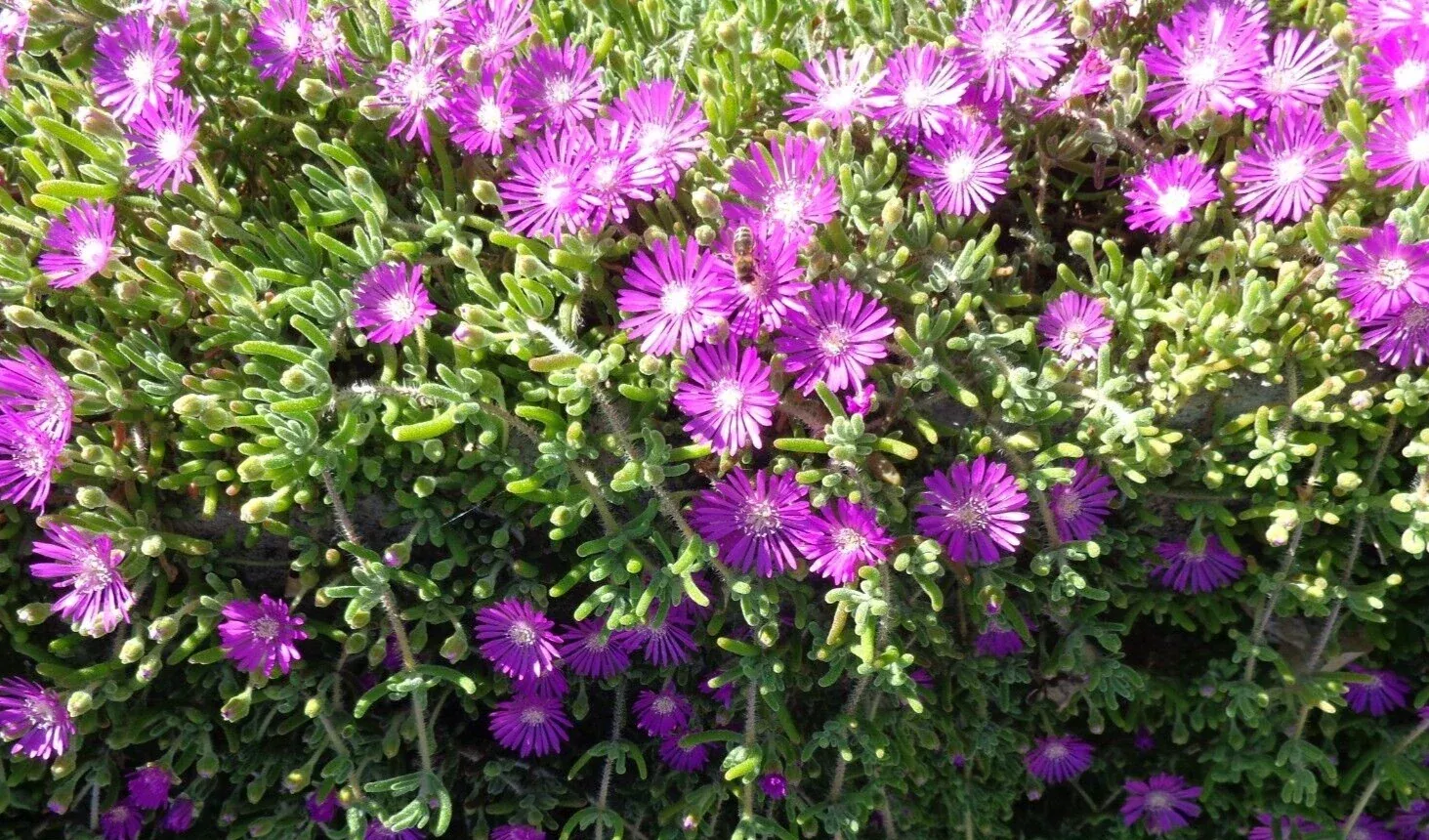 12 Creeping Ice Plant Cuttings 5–7