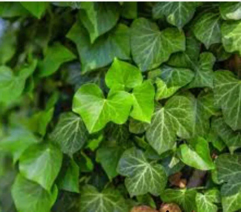 12 Live English Ivy Groundcover Plants Bare Root Hedera helix - Hardy Evergreen Vine for Connecticut Gardens