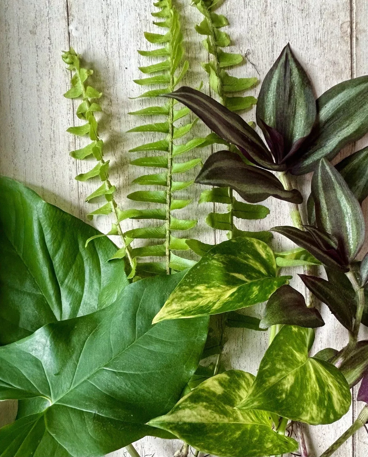 12 Rooted Indoor Plant Cuttings - Pothos, Wandering Jew, Arrowhead, Ferns - Easy Care Houseplants for Home Decor