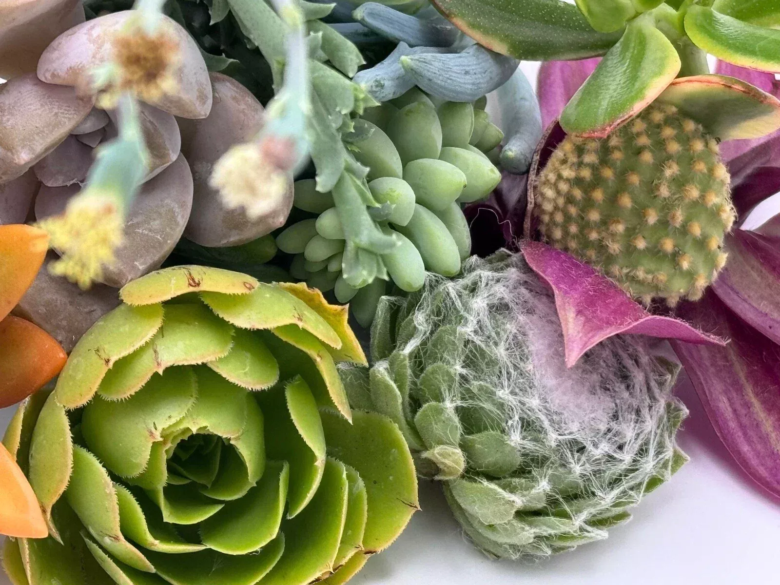 15 Assorted Succulent Cuttings - Unique Varieties for DIY Arrangements, Indoor & Outdoor Gardening