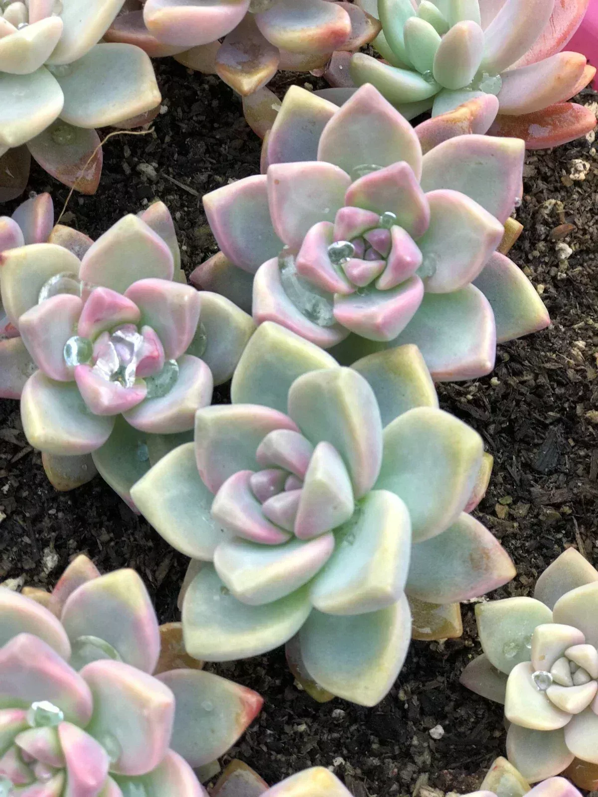 15 Mixed Live Unrooted Succulent Plant Cuttings - 1-2