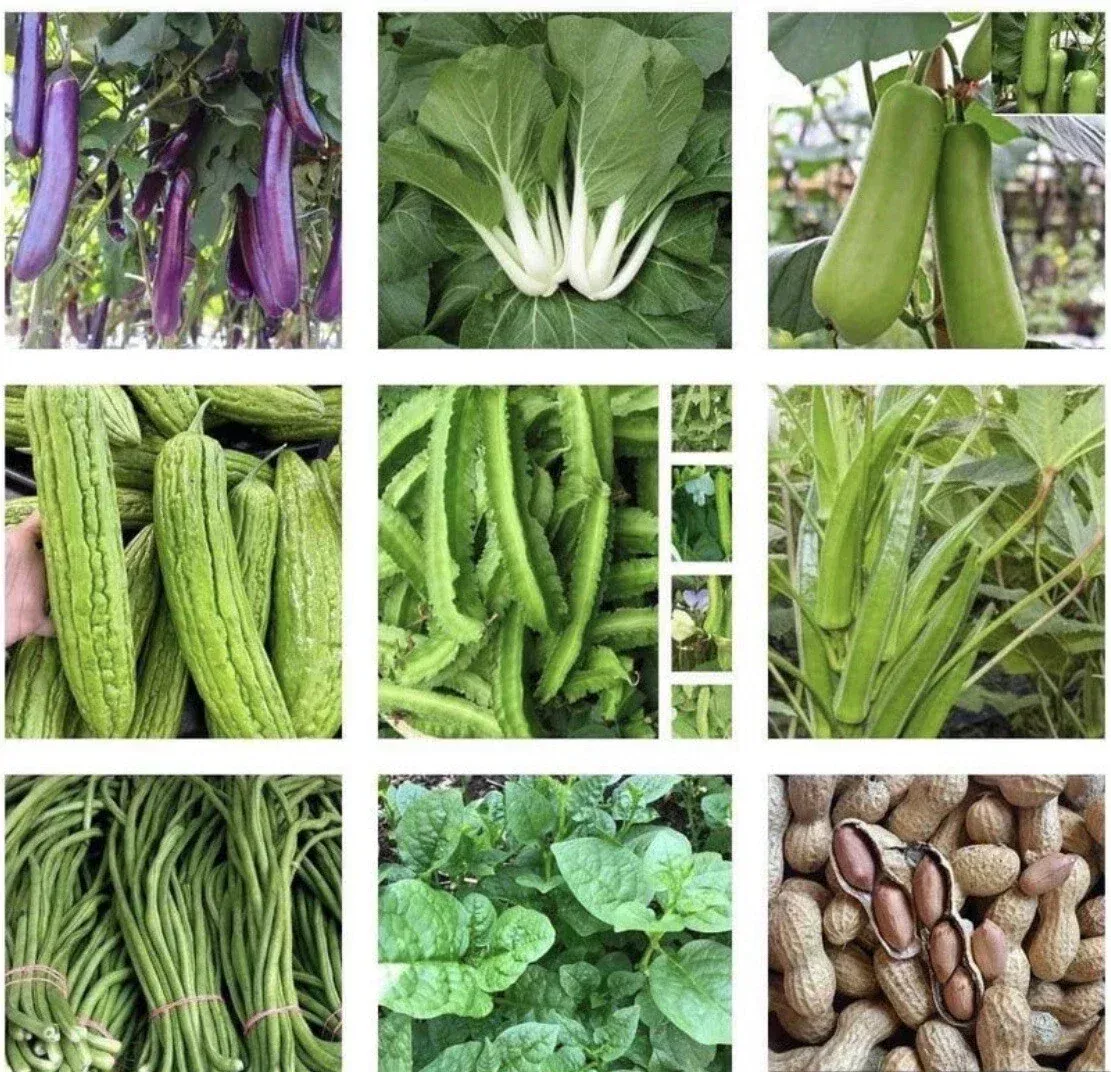15 Packets of Non-GMO Asian Vegetable Seeds for Planting - Variety Pack for Home Garden, Container, and Small Garden Cultivation