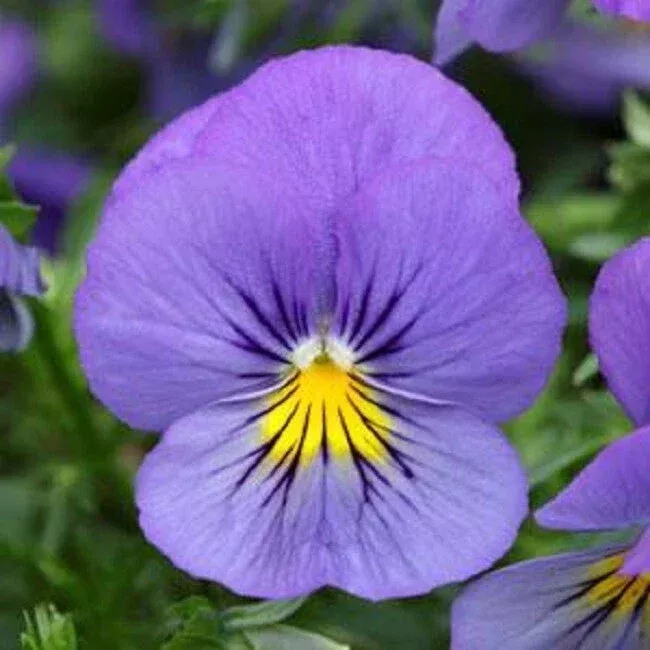 15 Pansy Seeds - Cool Wave Blue Skies Trailing Viola x wittrockiana for Hanging Baskets, Containers, Garden