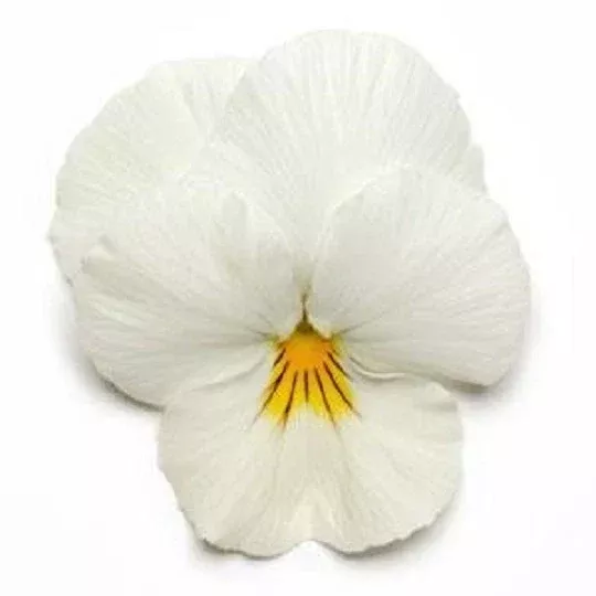 15 Pansy Seeds Cool Wave White Viola x wittrockiana for Hanging Baskets & Gardens