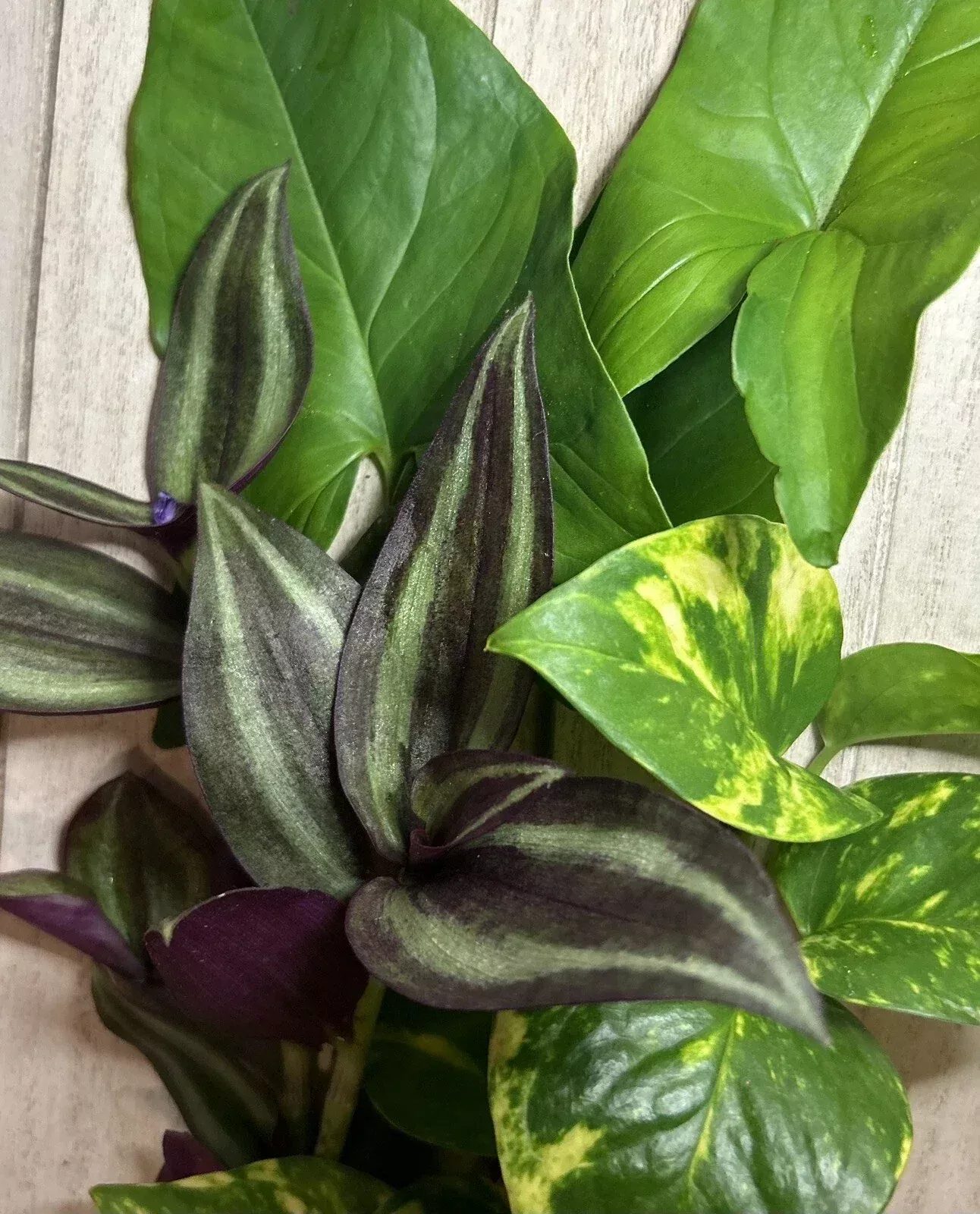 15 Rooted Plant Cuttings - Wandering Jew, Arrowhead Vine, Pothos - Tradescantia zebrina, Syngonium podophyllum, Epipremnum aureum