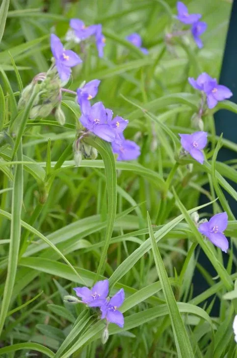 150 Tradescantia bracteata Seeds