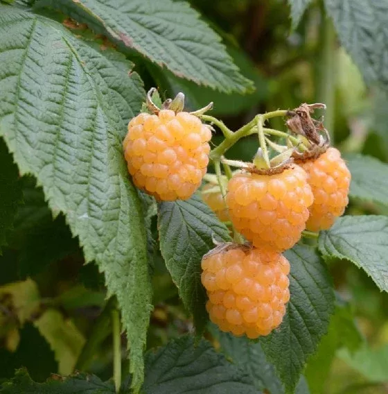 2 Fall Gold Raspberry Plants