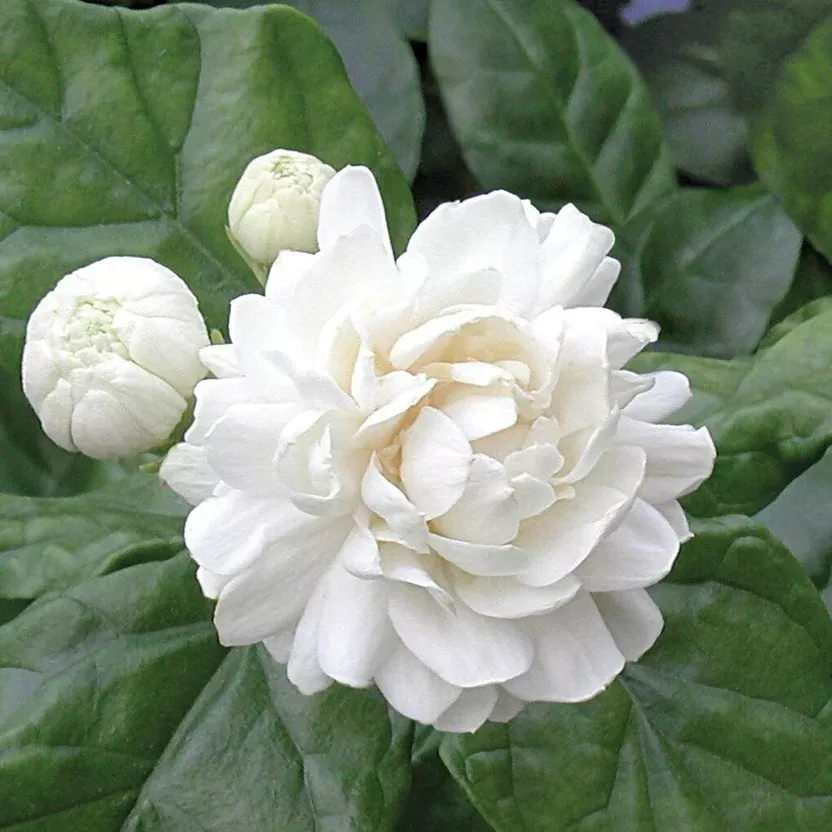 2 Grand Duke Jasmine Plants