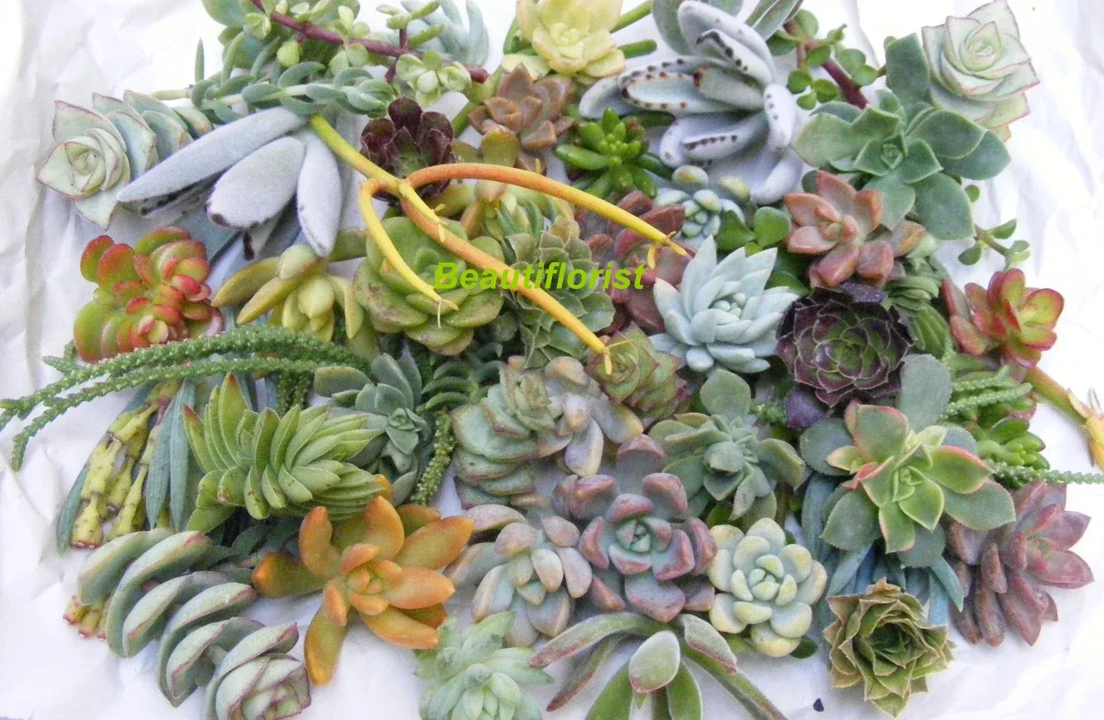20 Assorted Succulent Cuttings Variety Pack for Indoor Gardening and Crafts