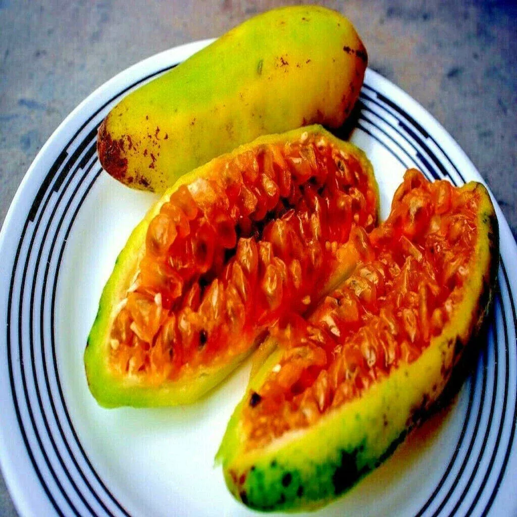 20 Banana Passionfruit Seeds, Passiflora Mollissima, Rare Fast-Growing Vine, Tropical Edible Fruit Seeds