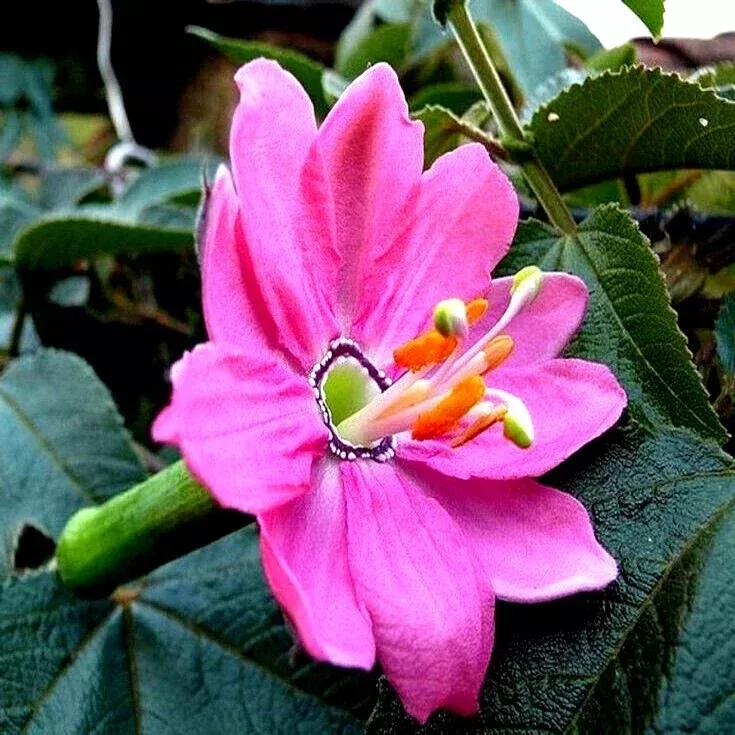 20 Banana Passionfruit Seeds
