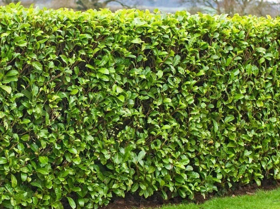 20 Fresh Cut Cherry Laurel Cuttings 6-8