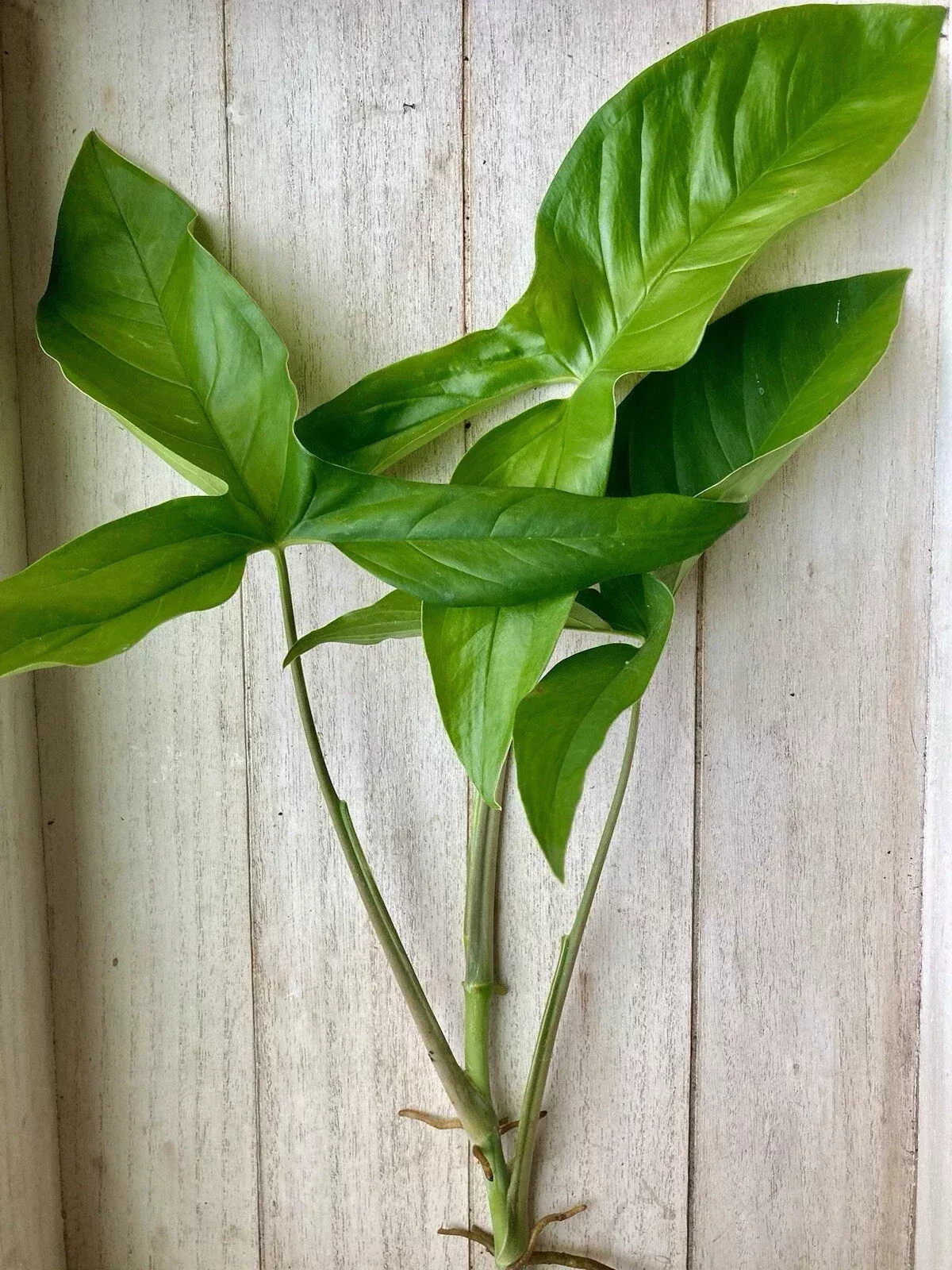 20 Rooted Arrowhead Vine Cuttings Syngonium podophyllum Indoor Plant Propagation Easy Care