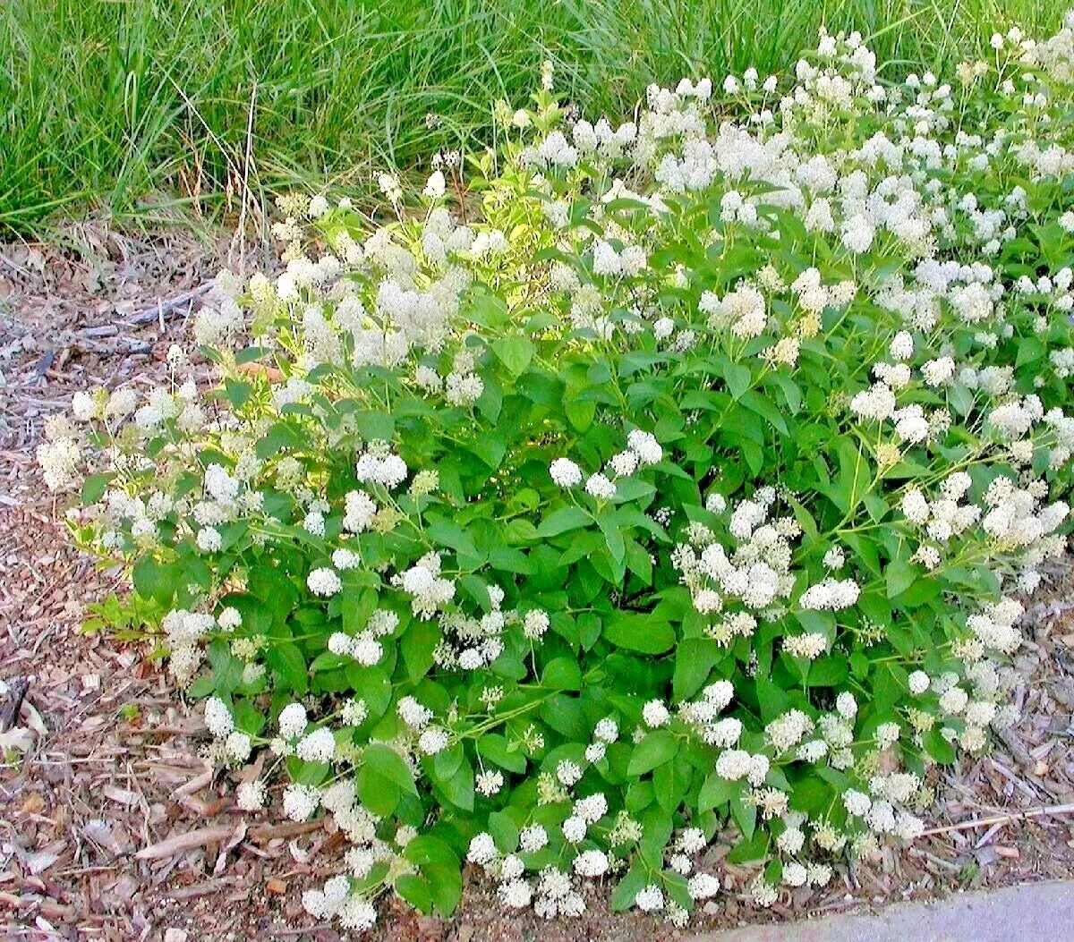 25+ NJ Tea Herb Seeds