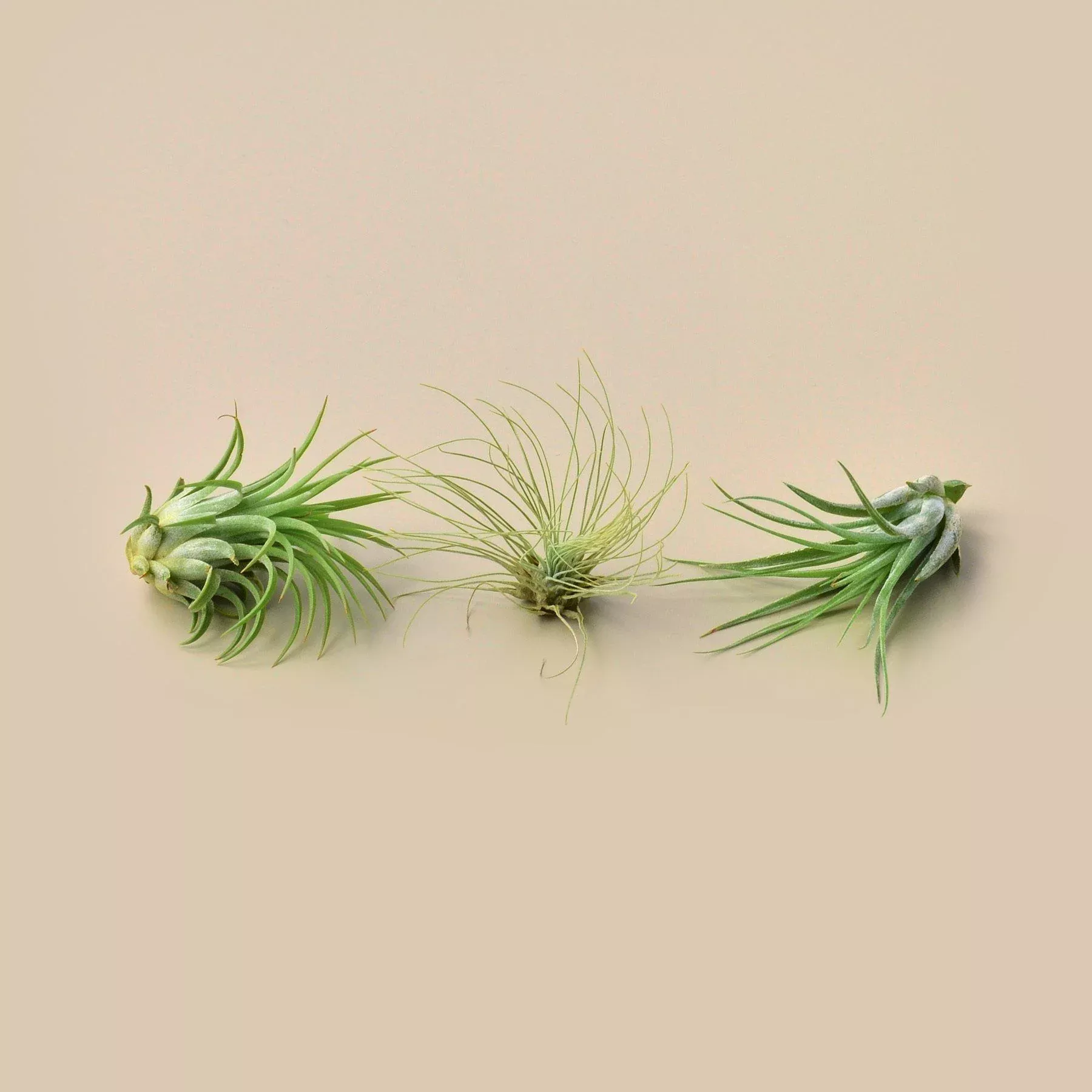 3 Small Tillandsia Air Plant Pack