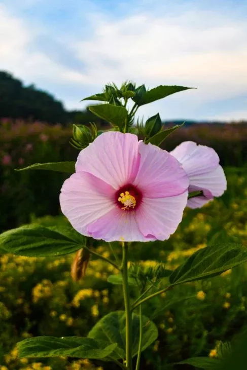 30 Hibiscus moscheutos Seeds