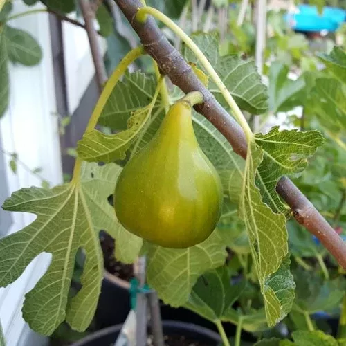 5 White Adriatic Fig Cuttings