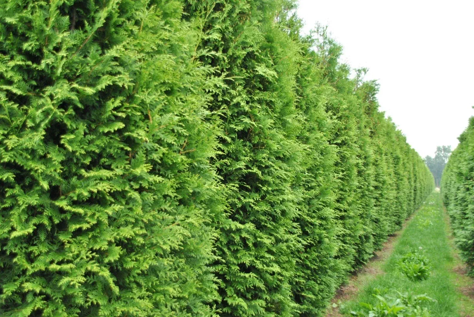 50+ Thuja occidentalis Tree Seeds