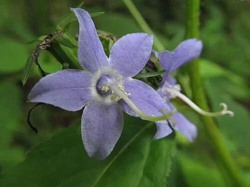 500 Campanula americana Seeds