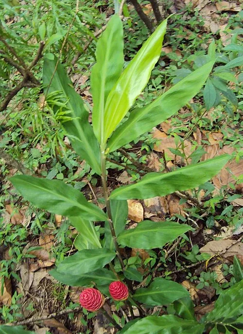 6 Organic Shampoo Ginger Rhizomes