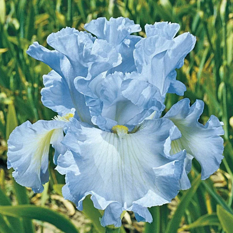 Absolute Treasure Bearded Iris - Breck's Flower Bulbs