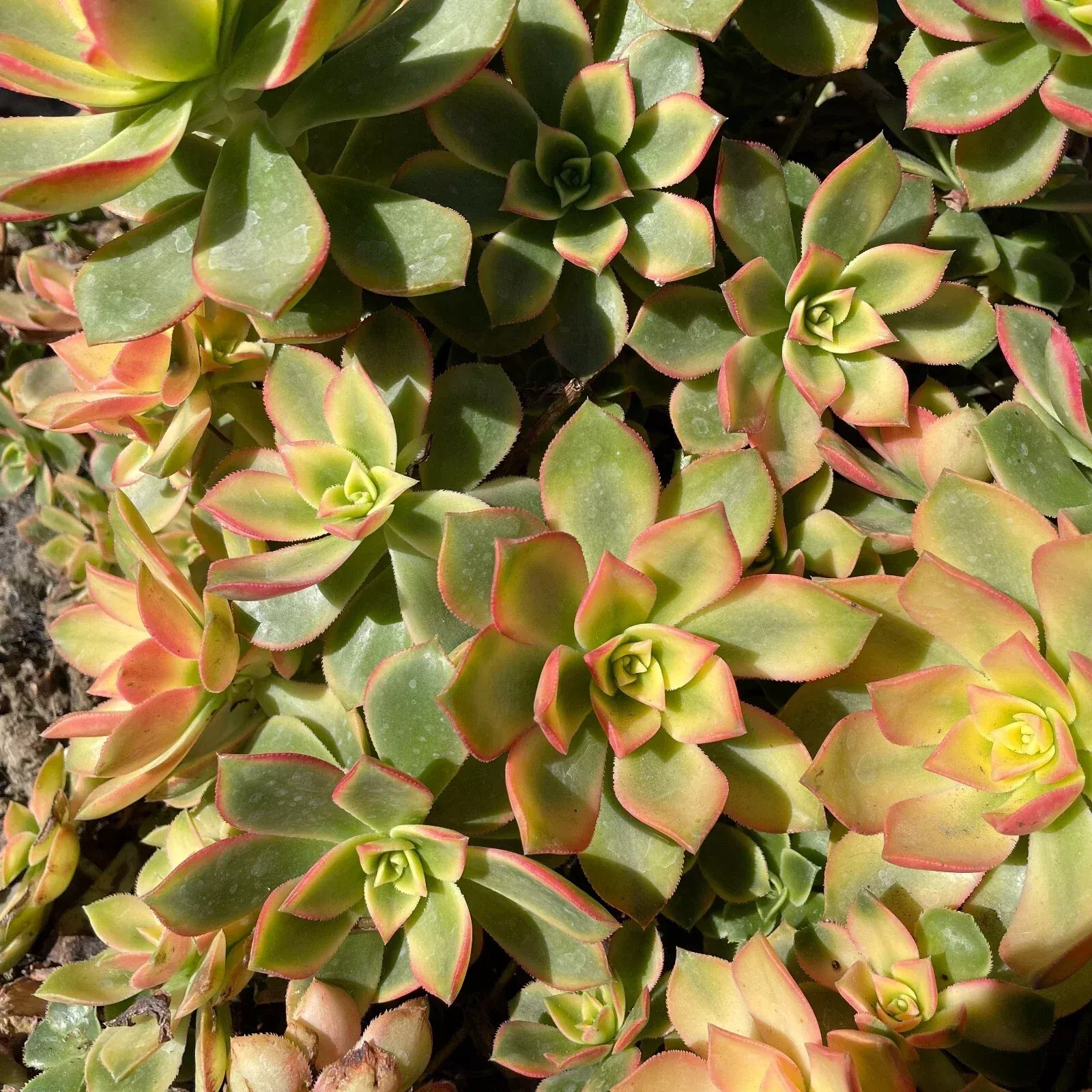 Aeonium Kiwi Variegated Succulent Cuttings -