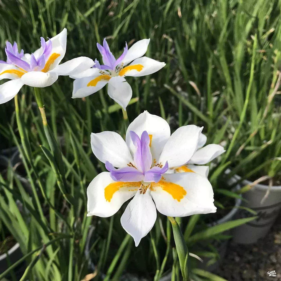African Iris-White