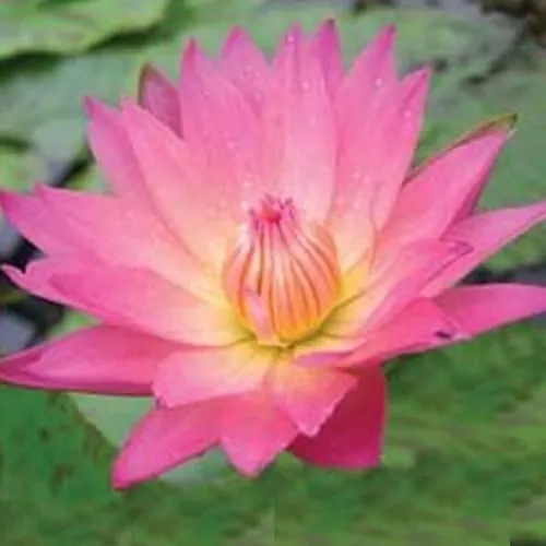 ‘Afterglow’ Tropical Water Lily