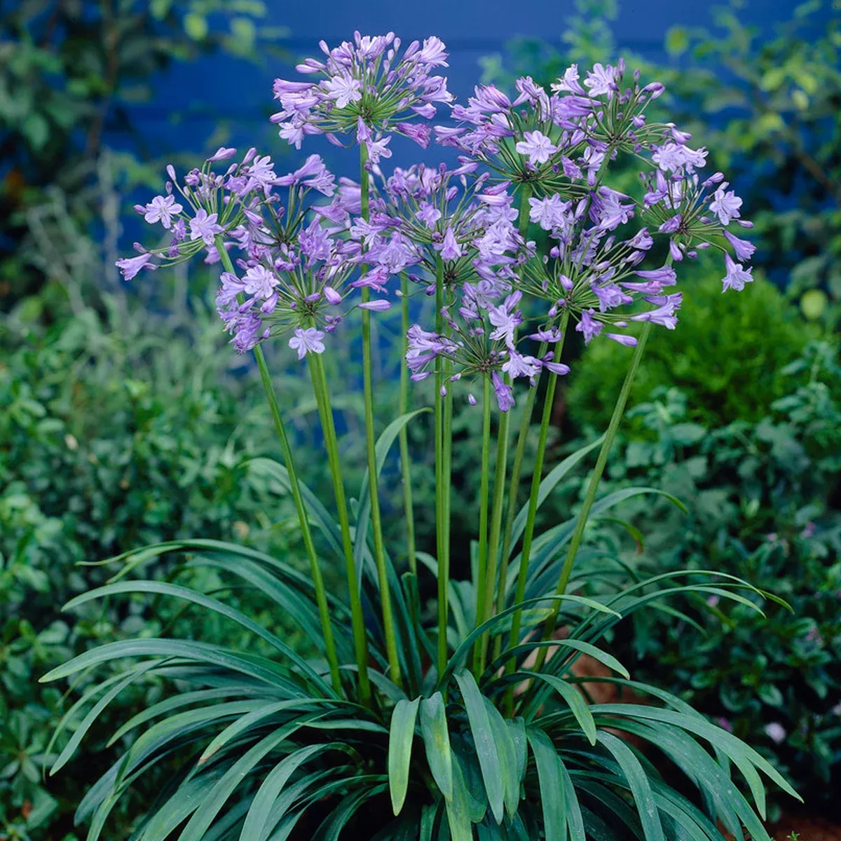Agapanthus - Blue