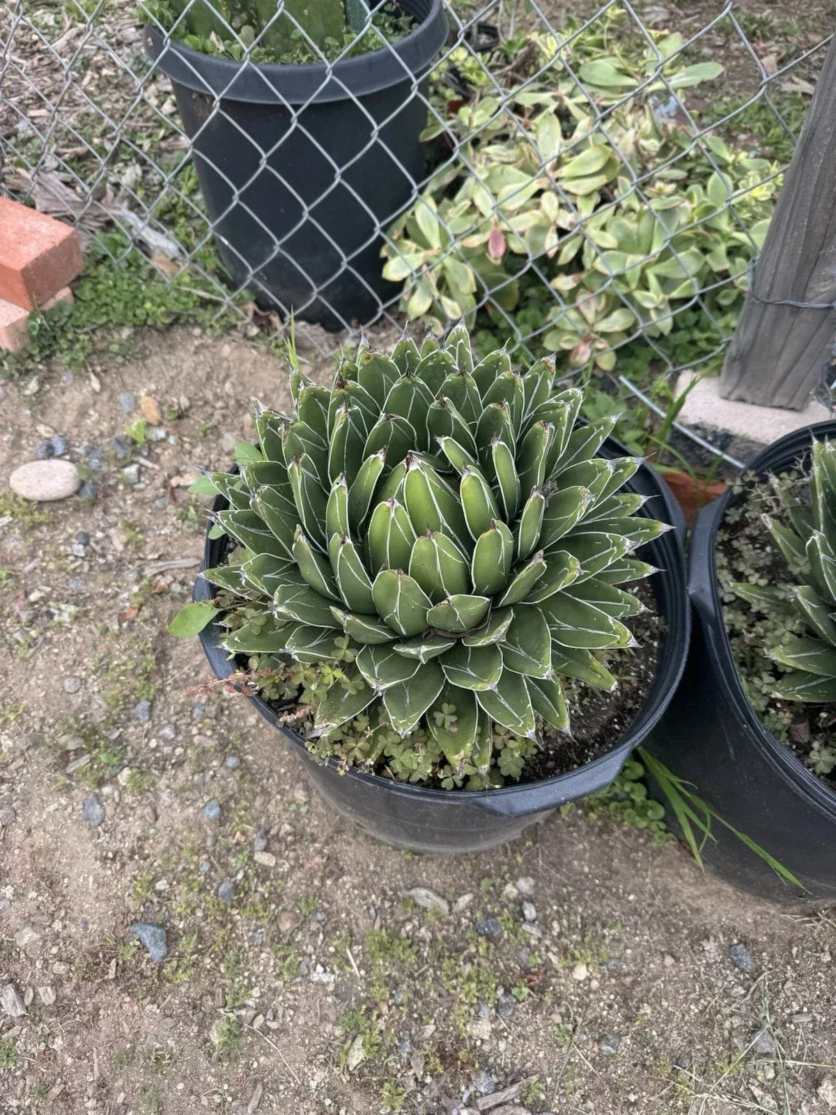 Agave Victoria-Reginae Compacta Bare-Root Plant