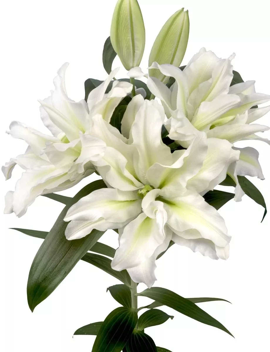 Aisha - Lily Bulbs