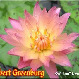 ‘Albert Greenburg’ Tropical Water Lily