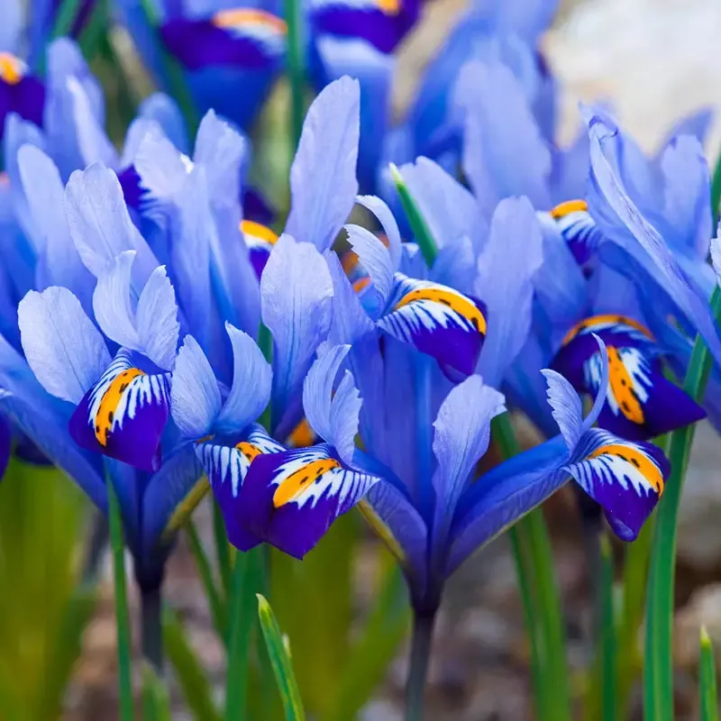 Alida Dwarf Iris - Breck's Flower Bulbs