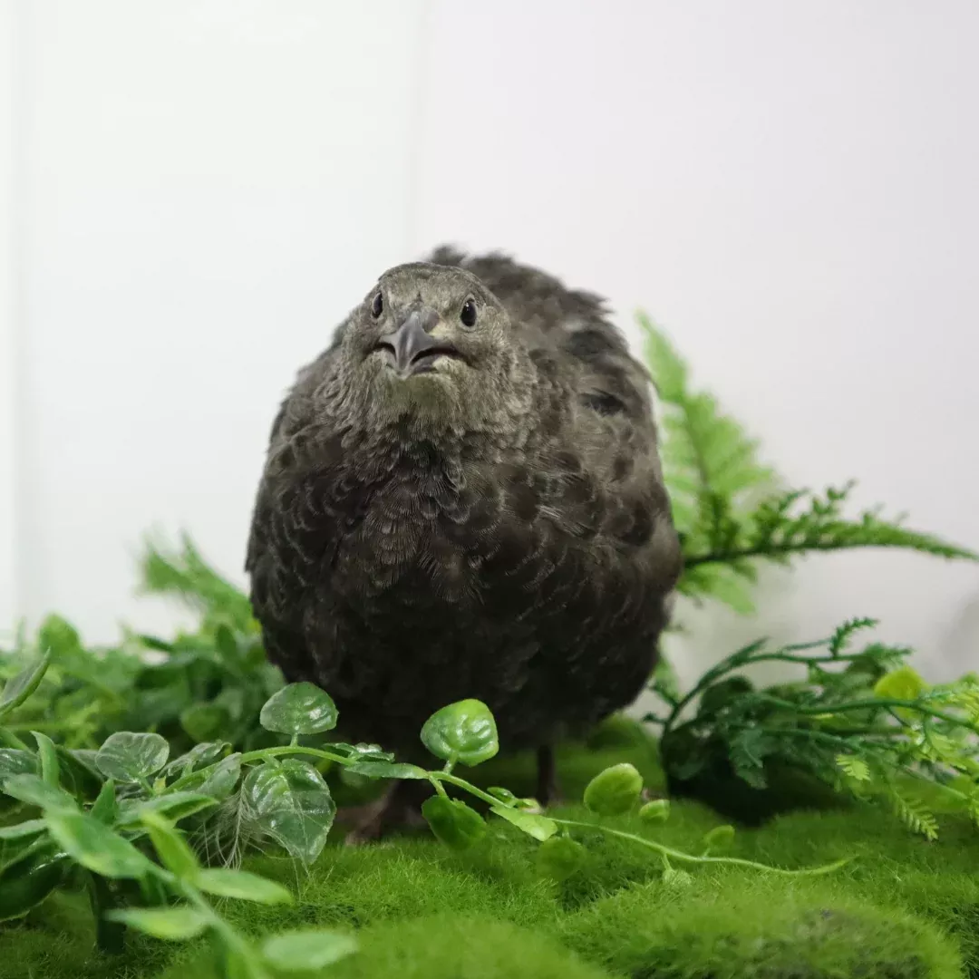 All Black Quail Hatching Eggs, Buddy's Hatchery