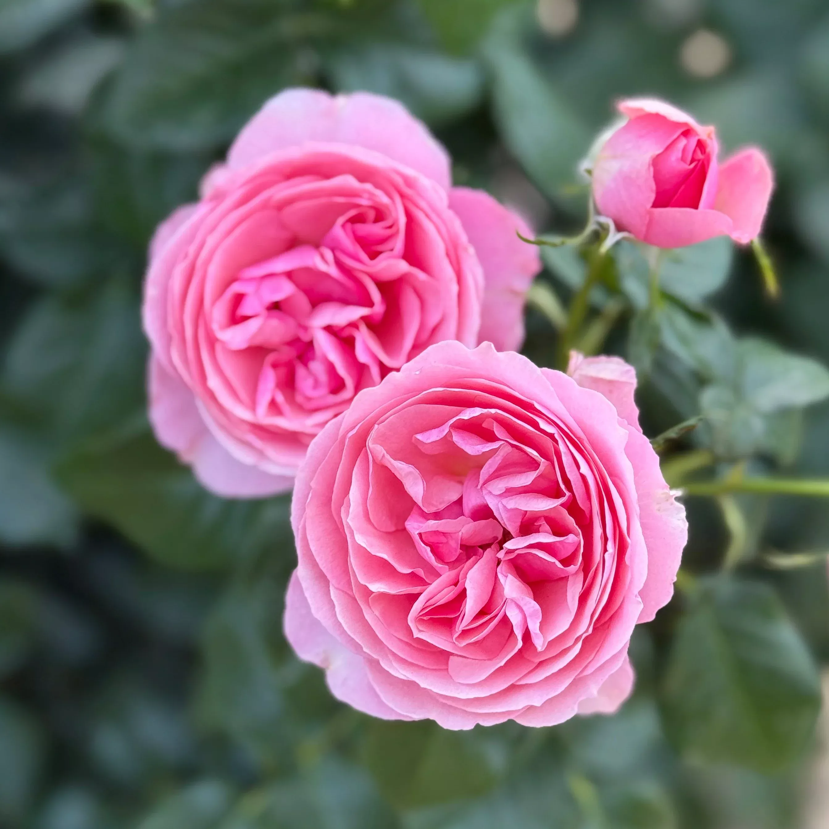 All Dressed Up™ Potted Rose Bush