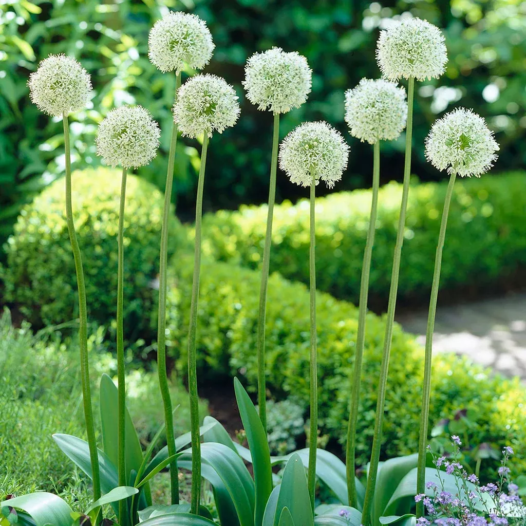 Allium - Mount Everest
