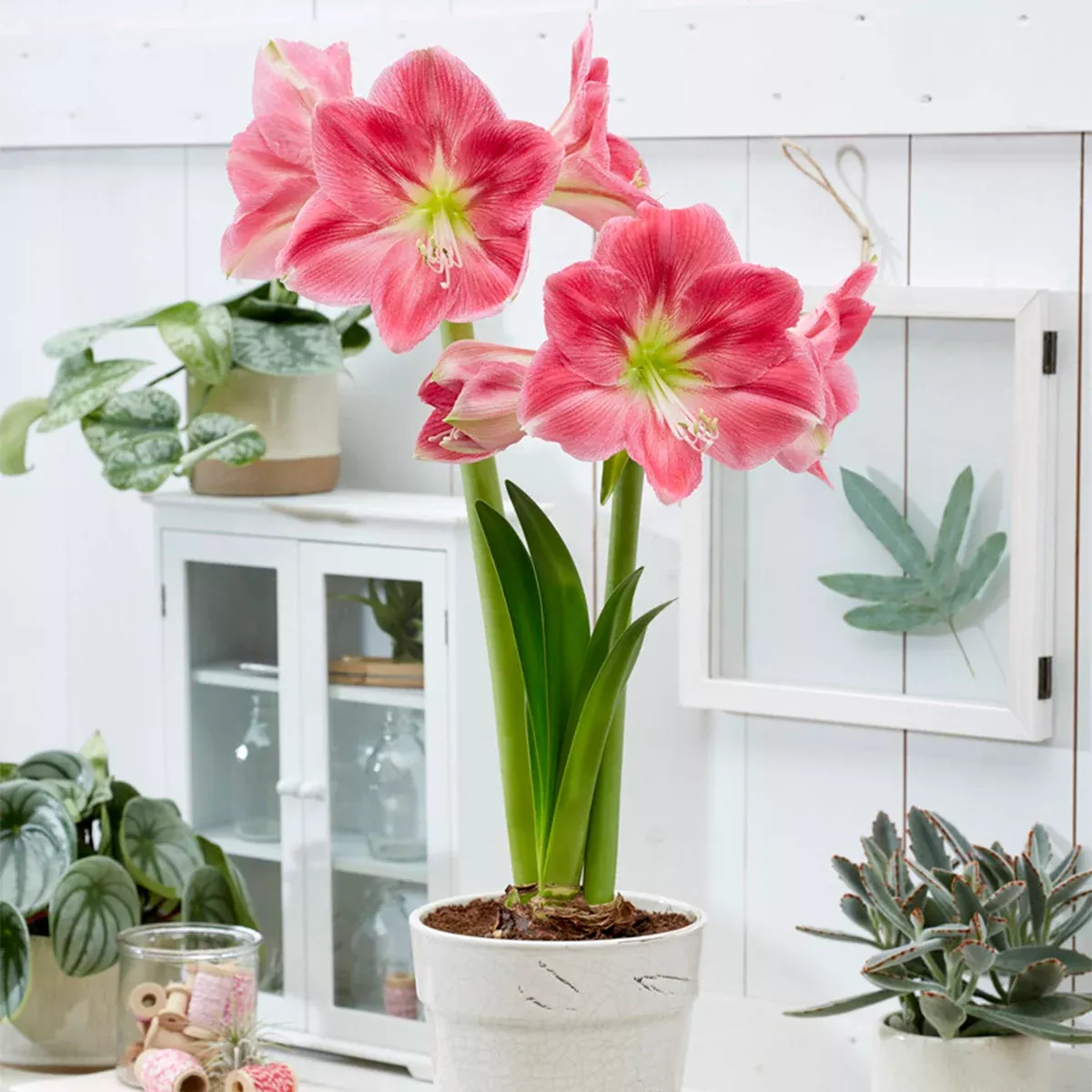 Amaryllis - Candy Floss