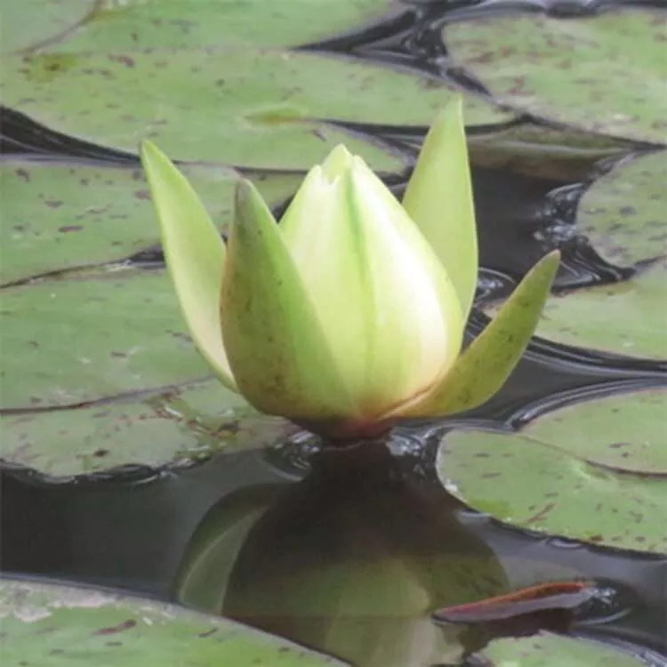 ‘Amazonum’ Night-Blooming Tropical Water Lily